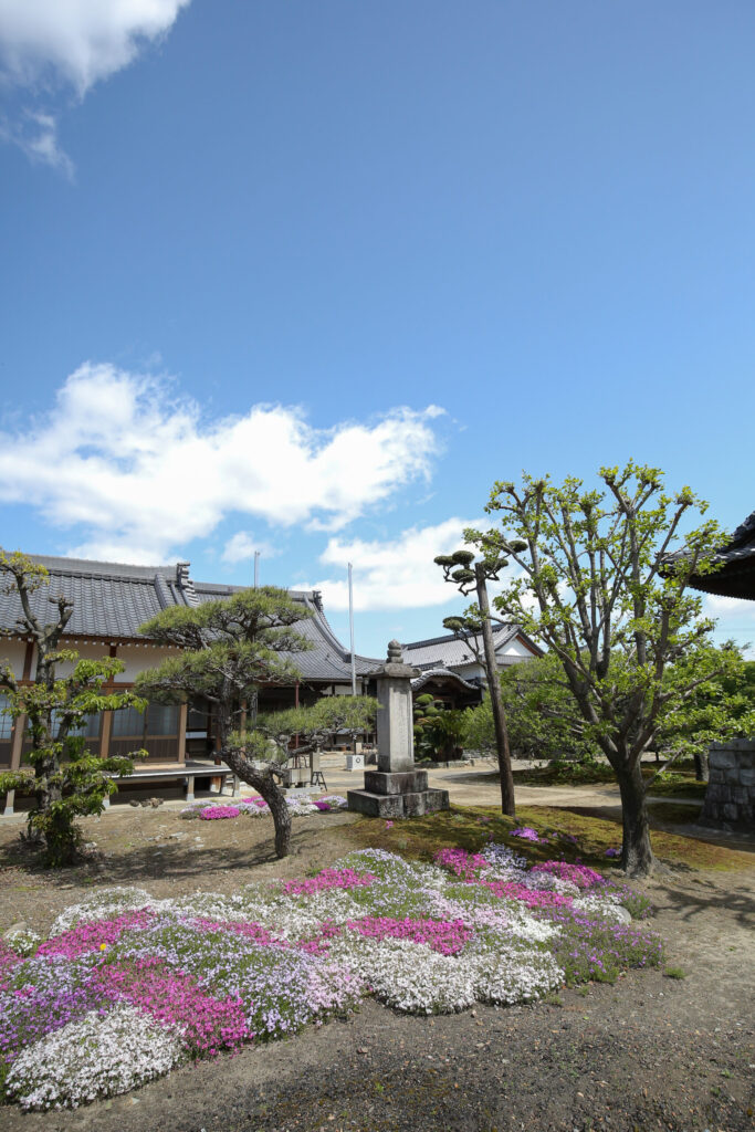 春の妙法寺境内に咲く桜と花桃｜一宮市丹陽町の四季