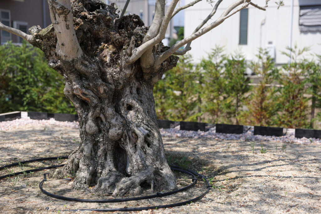 蒲郡はなえみ樹木葬（覚性院）実景⑥｜墓石区画・古木オリーブ周辺の別角度 蒲郡市西浦町