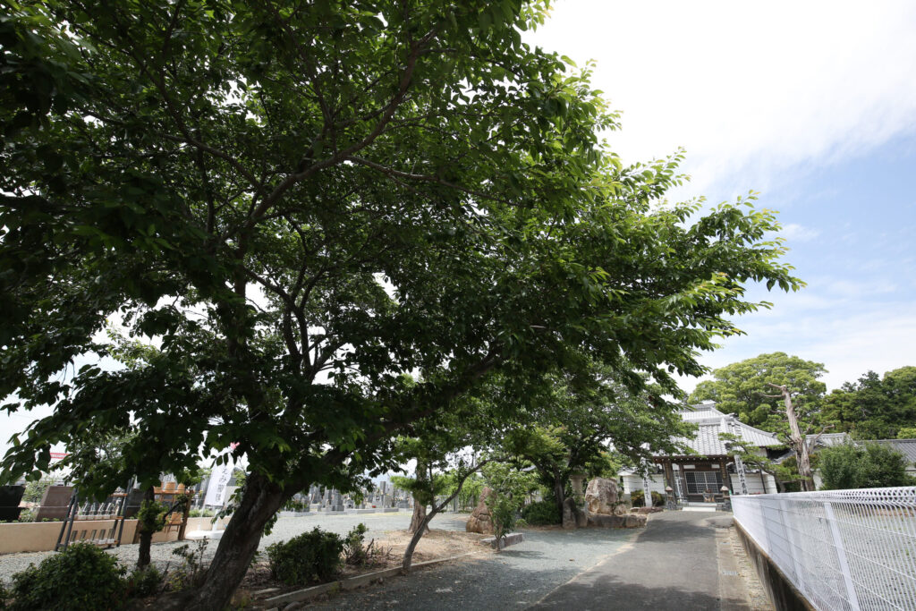 養福寺での納骨式または合同供養「はなえみ祭り」の様子。住職・立松康輝師が執り行う温かな法要。