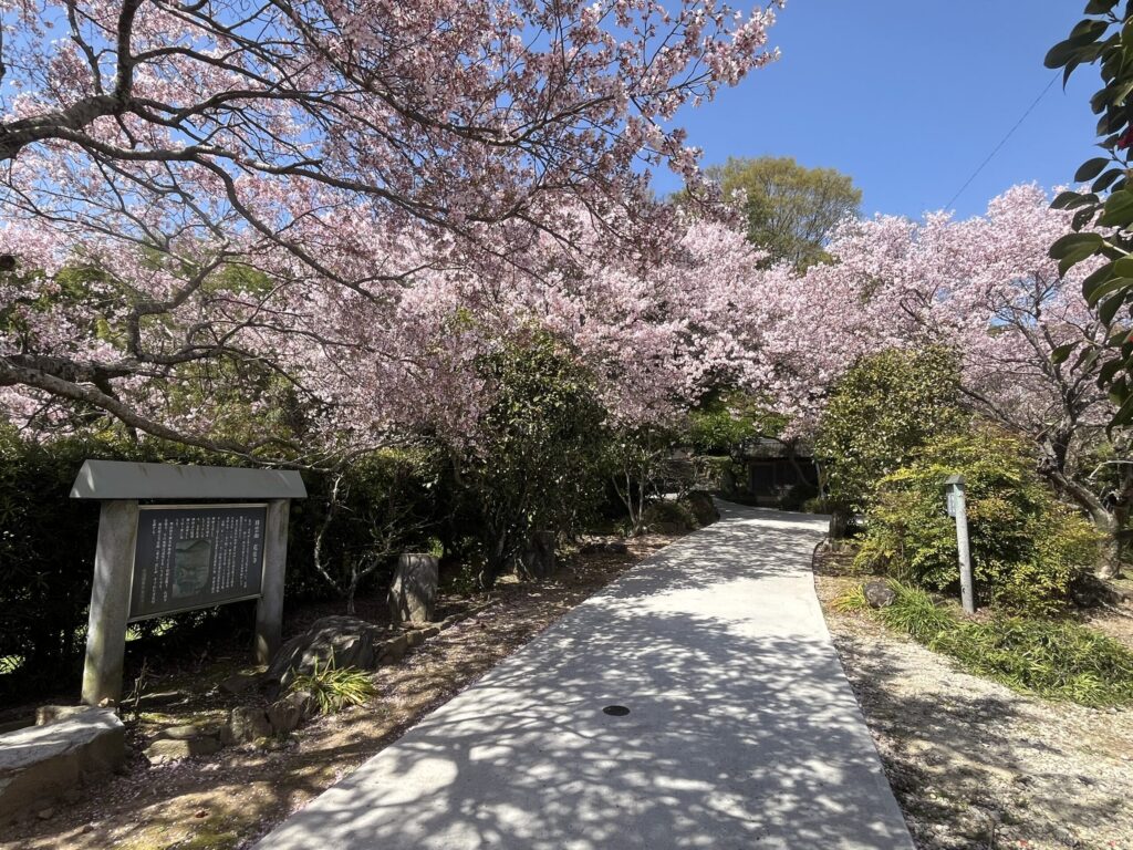 花岳寺 境内 桜と椿 春の風景 西尾市吉良町
