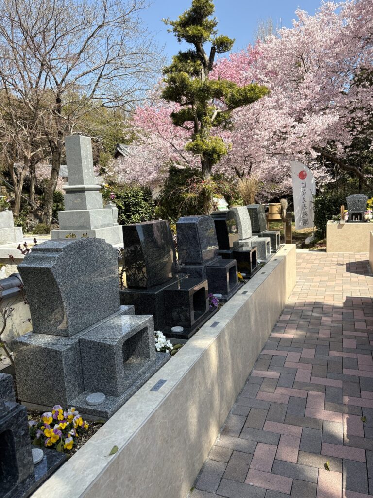 西尾吉良はなえみ墓園 満開の一本桜の下に並ぶ6基の洋型墓石 黒・グレー・茶色・スウェーデン斑御影石 春の風景