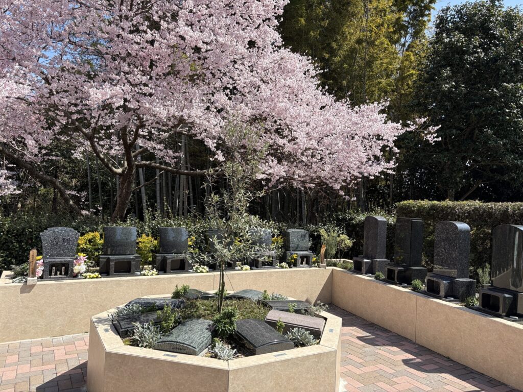 西尾吉良はなえみ墓園 満開の桜の下 六角形樹木葬区画 「感訓」洋型墓石 既存和型墓石 竹林 春の全景