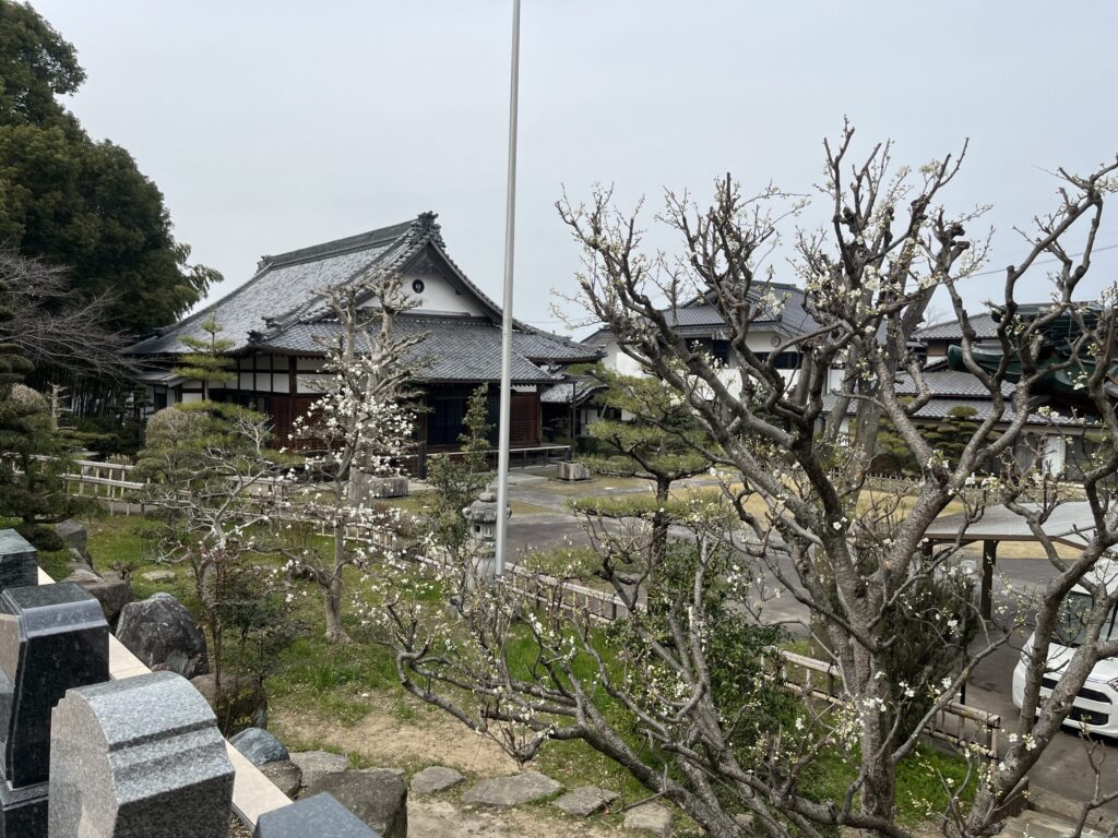 普門山 西福寺 境内｜早春の梅と本堂｜岡崎美合はなえみ墓園 西福寺