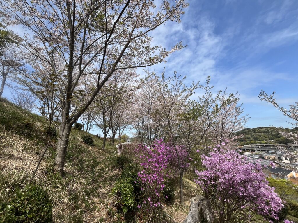 桜とツツジが咲く桜山の斜面と、ふもとに広がる本宿の住宅街