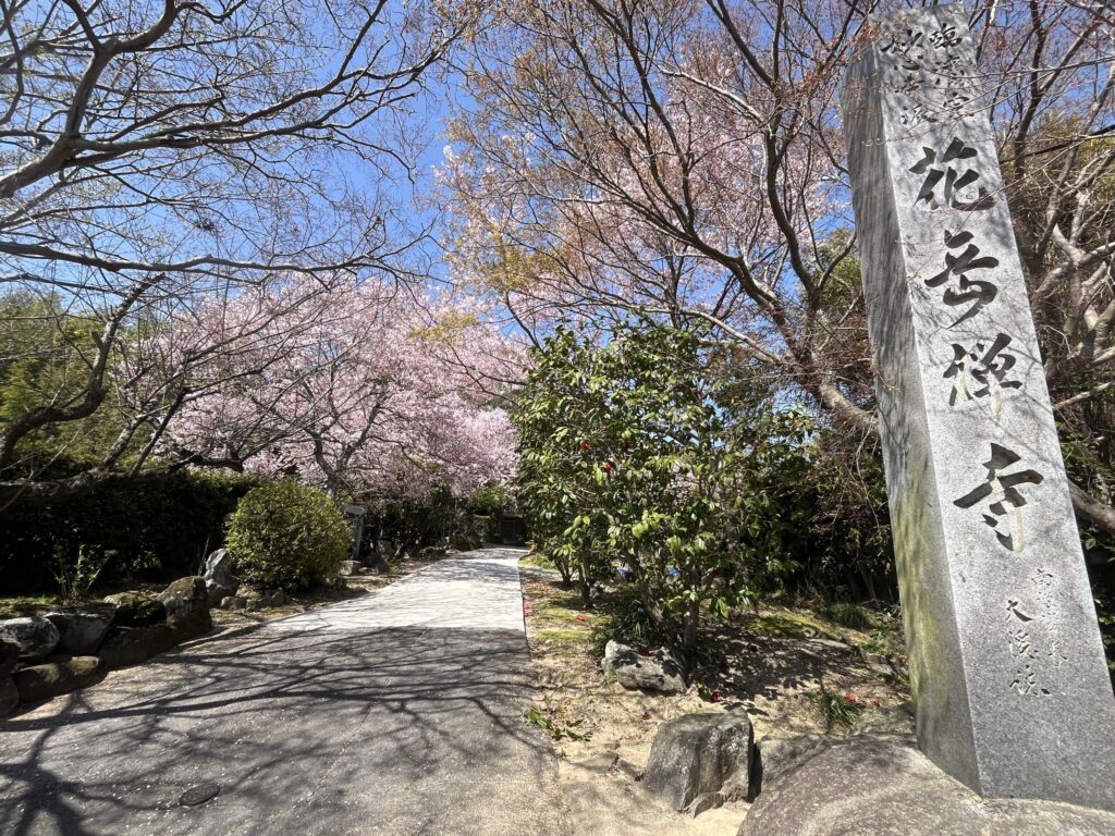 祥雲山 花岳寺 参道入口の「花岳禅寺」石碑と満開の桜並木 臨済宗妙心寺派