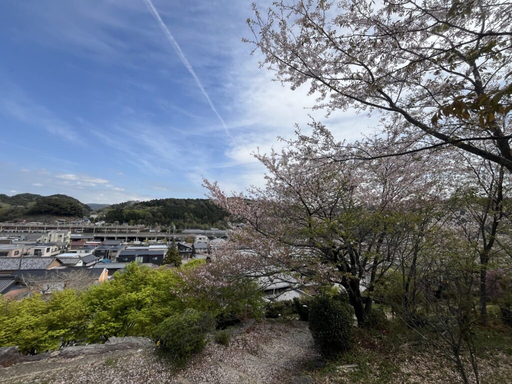桜山から望む本宿の町並みと名鉄名古屋本線の高架、満開の桜