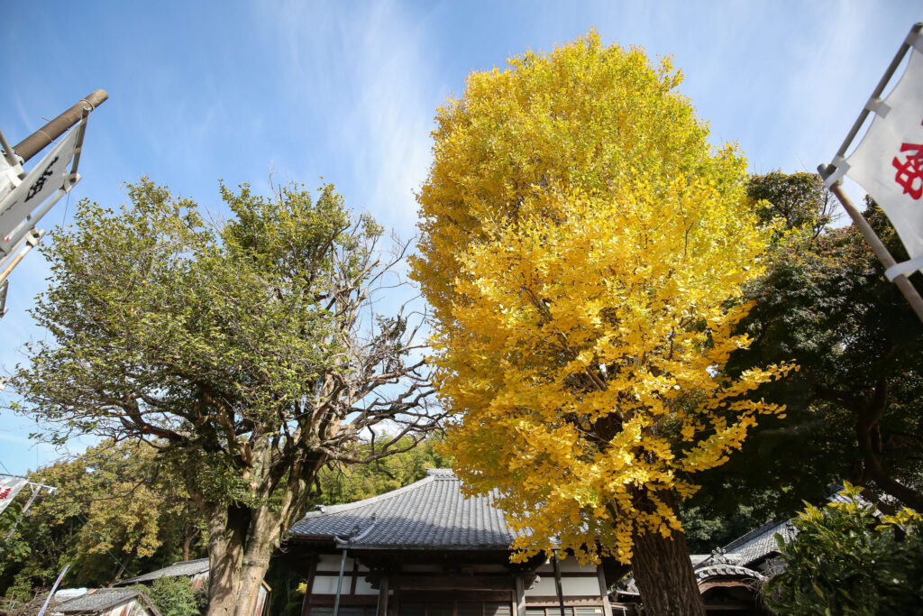 胎蔵寺 青空と黄金の大銀杏｜本堂の瓦屋根を背景に天高くそびえるイチョウの樹